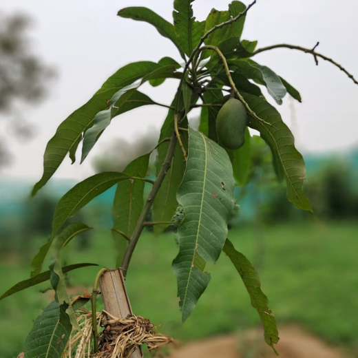 "Eco-Engagement: MongoDB’s Urban Forest Tree Planting for a Greener World" – 1 year