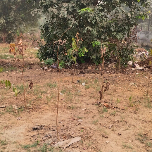 Resistoflex Dynamics: Building a Greener Community with Urban Forests – 1 year