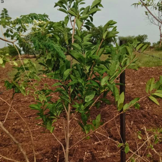 Where Triumph Meets Tradition: TARC's Tree Plantation for Event Winners – 6 months