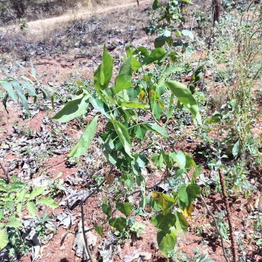 Growing Sustainability: OneAdvanced’s Green CSR Initiative – 1 year