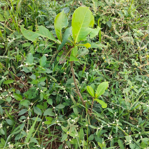 “Cimpress Bangalore's Green Quest: Building Urban Forests, Empowering Employees” – 6 months