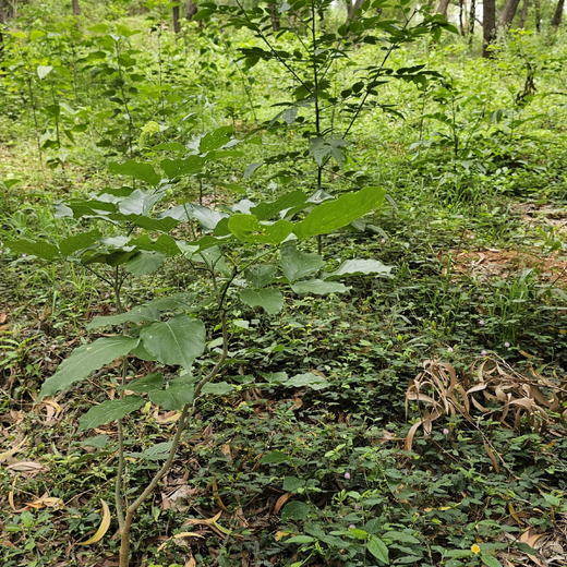 Cultivating Urban Change: Zededa India’s Tree Planting Drive – 1 year