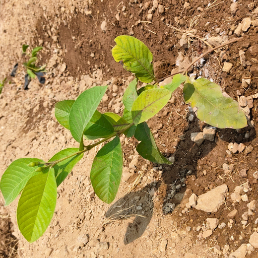 Reforesting with Purpose: We4All’s Tree Plantation for Climate & Livelihood – 1 year