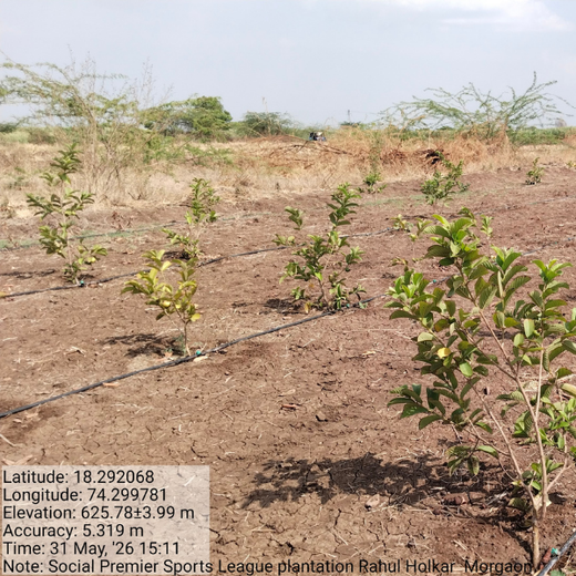 From Sports to Sustainability: SPSL Foundation's Tree Plantation Initiative – 1 year