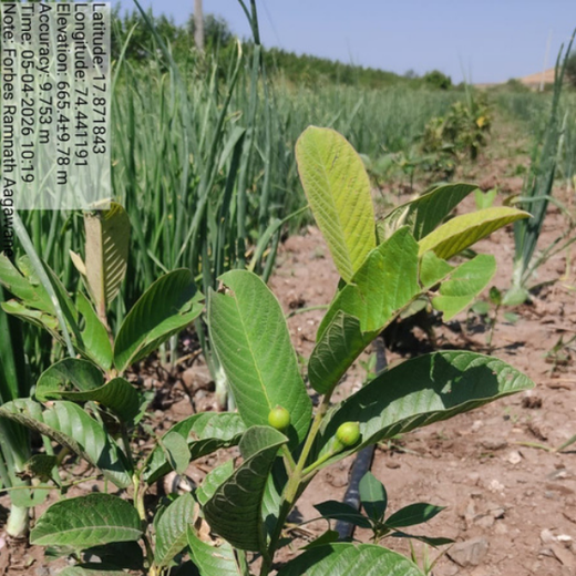 Forbes Grows Opportunity: Agroforest Initiative for Environmental and Economic Resilience – 2 years