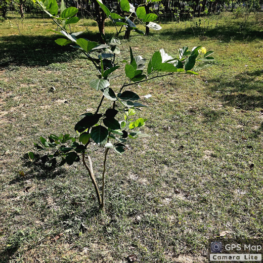 Celebrating Environment Day: IVP Employees Take Root in Sustainability – 1 year