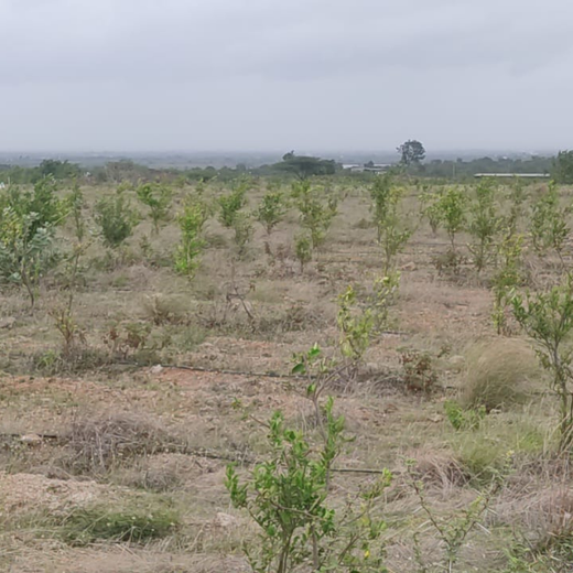 Investa Pumps Cultivates Change: A CSR Initiative for Agroforestry and Sustainability – 1 year
