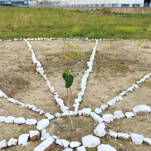 Forest by Design: Godrej Turns Industrial Space into Biodiversity Hub – 1 year