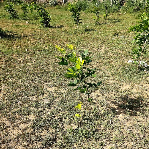 Celebrating Environment Day: IVP Employees Take Root in Sustainability – 1 year