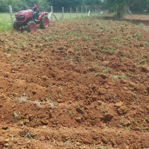 Rooting Innovation in Nature: Xebia's Tree Plantation Initiative – Planting