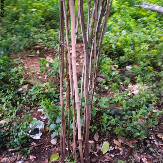 Innovation Meets Nature: Voya India’s Urban Forest for Employee Engagement – 1 year