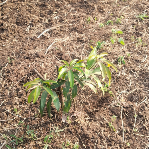 Gensol Goes Green: Agroforestry for Employees in Pune – 6 months