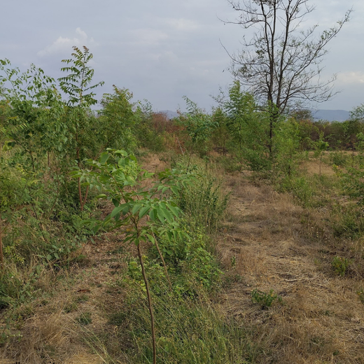 Alliance Bernstein’s Step Toward Greener Cities with Urban Forest Engagement – 6 months