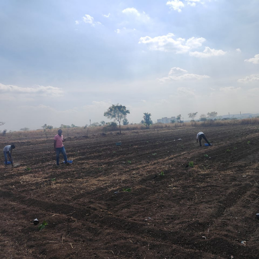 Forbes Grows Opportunity: Agroforest Initiative for Environmental and Economic Resilience – Planting