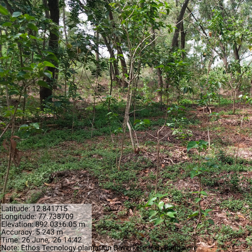 EcoEmpowerment: Ethos Life's Urban Forest for Employee Engagement – 1 year