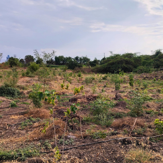 Building a Greener Future: Light & Wonder's Urban Forest Initiative for Sustainability – 1 year