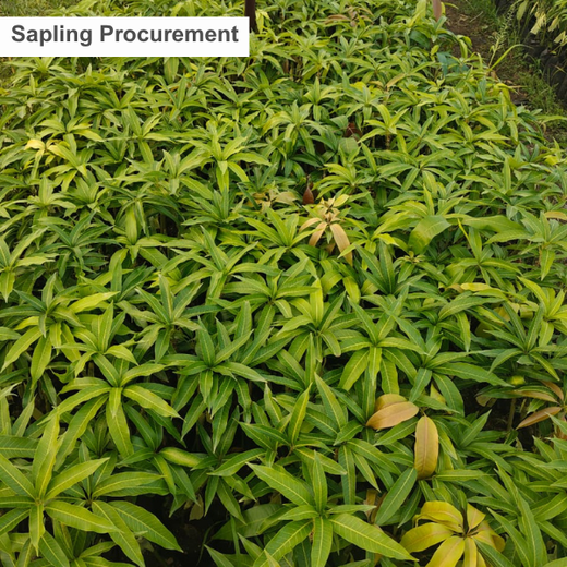 Schaeffler India Supplier Day 2026: Growing for Sustainability – Planting