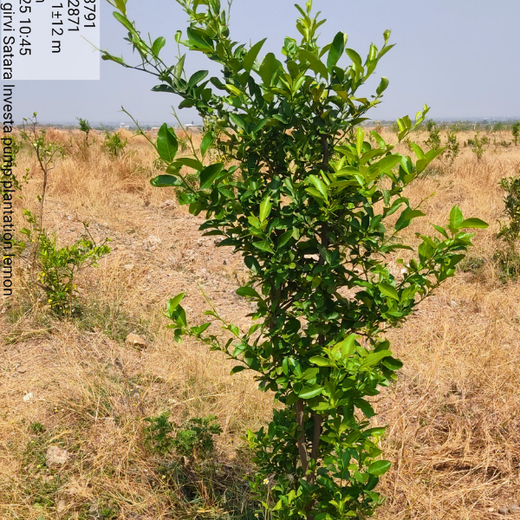Green Hands, Green Lands: Investa Pumps’ CSR in Action – 1 year