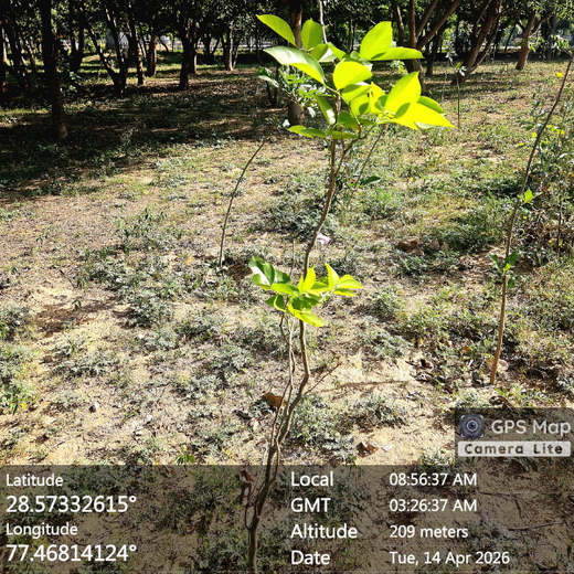 Lumora Estates – Building a Sustainable Green Zone in Greater Noida – 6 months