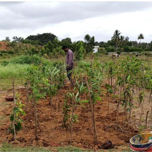 NatWest Digital Services India’s Urban Forest Initiative in Bengaluru – 1 year