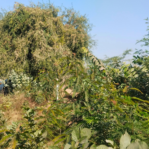 Greening Ahmedabad: Cimpress’s Urban Forest Initiative – 6 months