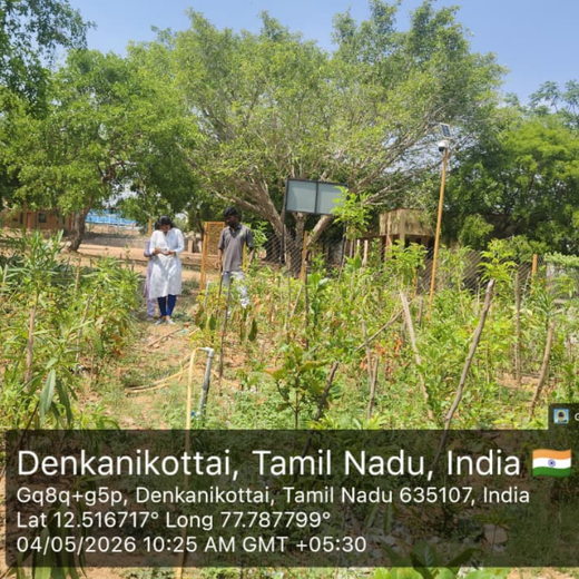 Caterpillar's Legacy: A Learning forest in Denkanikottai Tamilnadu – 1 year