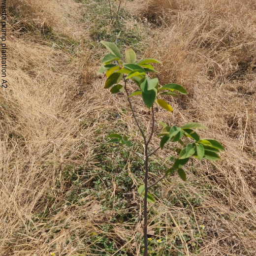 Investa Pumps Cultivates Change: A CSR Initiative for Agroforestry and Sustainability – 6 months