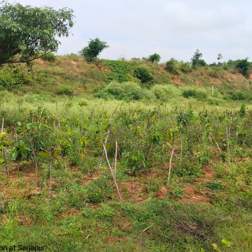 Delivering Sustainability: KWE's Eco-Conscious CSR Journey – 1 year