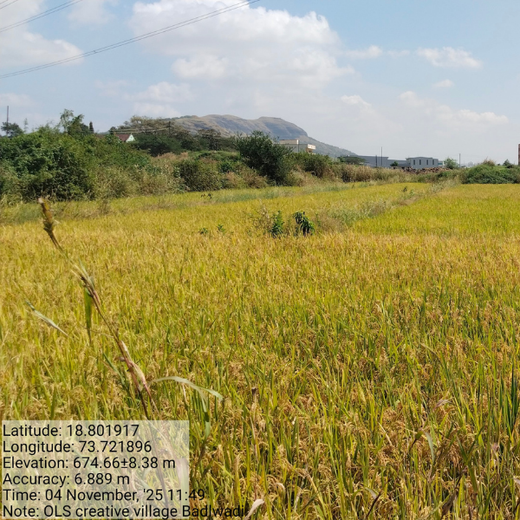 OLS Empowers Sustainability: Engaging Employees Through Agroforestry Tree Plantation – 6 months