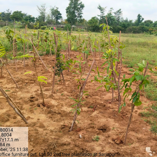 Greener Tomorrow: Senator Office Furniture India’s CSR – 6 months