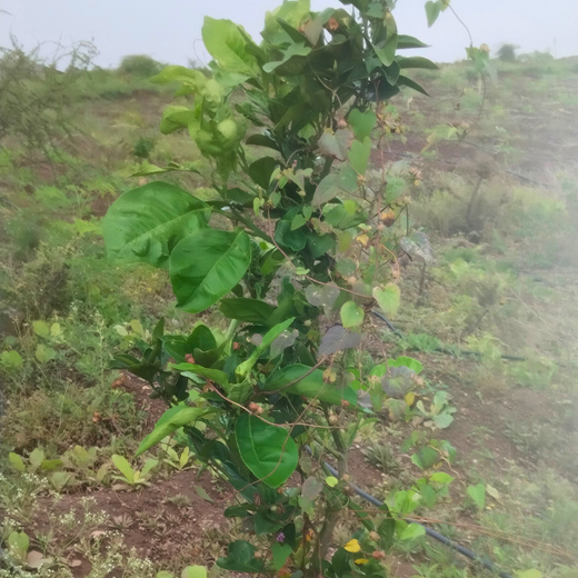 Investa Pumps Cultivates Change: A CSR Initiative for Agroforestry and Sustainability – 2 years