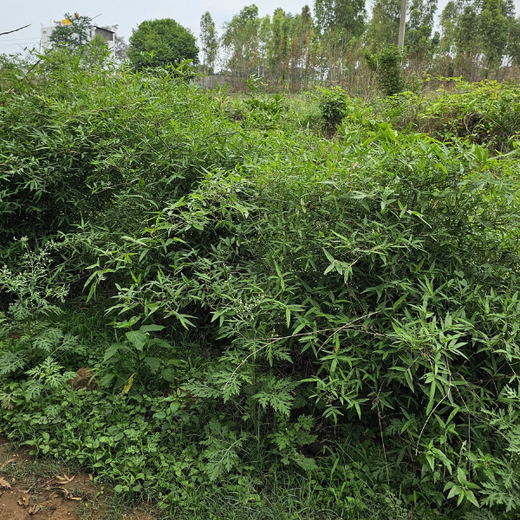 “Cimpress Bangalore's Green Quest: Building Urban Forests, Empowering Employees” – 1 year