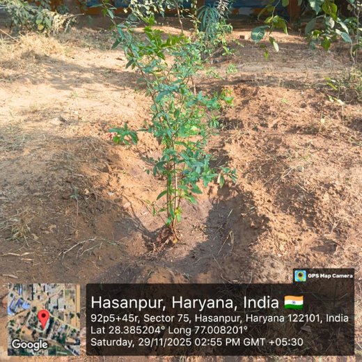 Innovating Sustainability: Xebia’s Urban Forest Footprint – 1 year