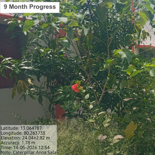 Caterpillar's Legacy: A Learning forest in Chennai Anna Salai – 1 year