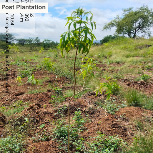 Building a Greener Future: Light & Wonder's Urban Forest Initiative for Sustainability – 6 months