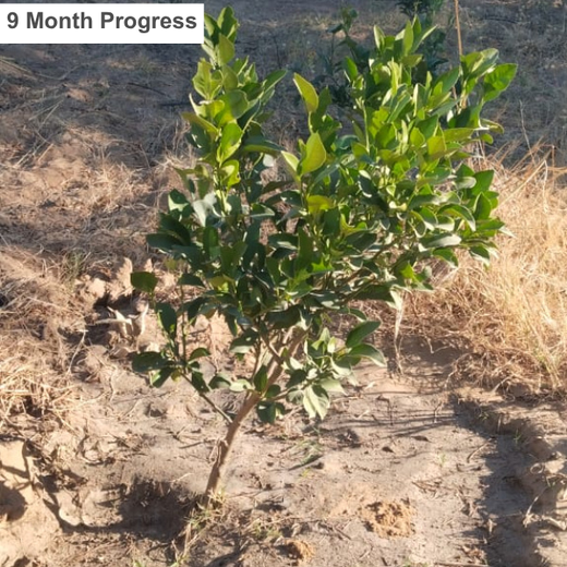 Eco-Leadership: JK Organisation's Agroforest Vision – 6 months