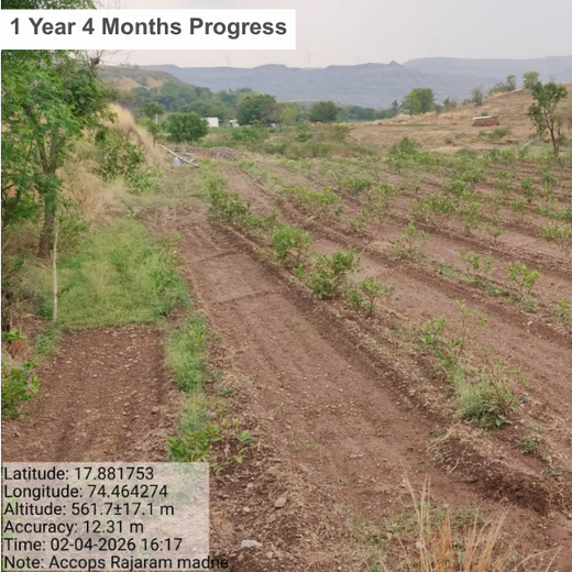 Accops Brings Green Gifts to Diwali: A Tree Plantation Initiative in Agroforestry – 2 years