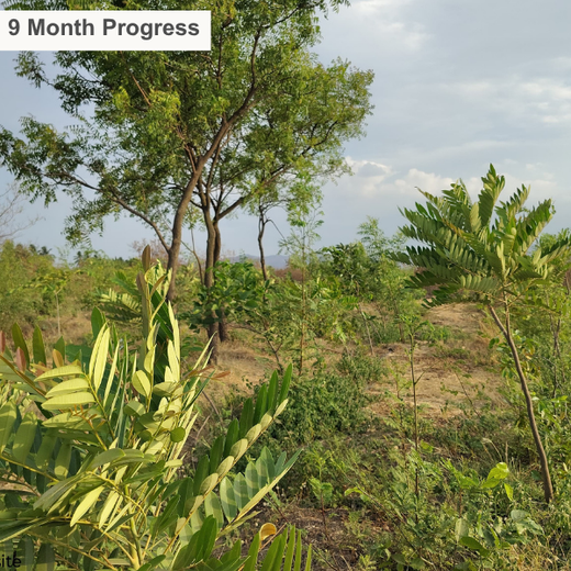 Valmont Structures: Growing Urban Forests, Growing Responsibility – 6 months