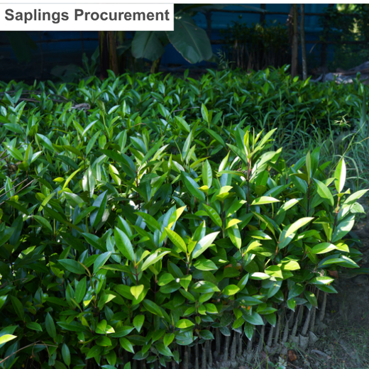 Nature’s Guardians: Mangroves for People, Planet, and Prosperity – Planting