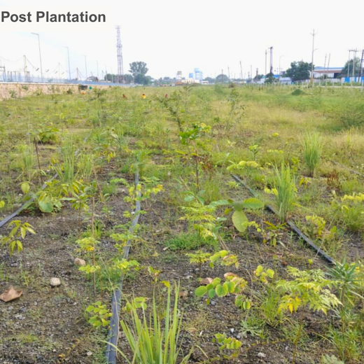 Forest by Design: Godrej Turns Industrial Space into Biodiversity Hub – 1 year