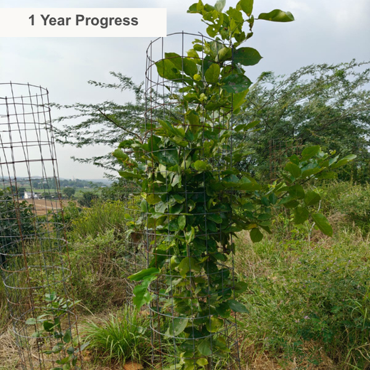 Reliance Foundation's Biodiversity Restoration Project: Sunhera Village – 2 years