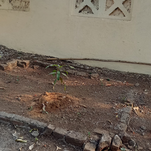 Agroforests in Action: Howden Insurance Employees Make an Impact – 6 months