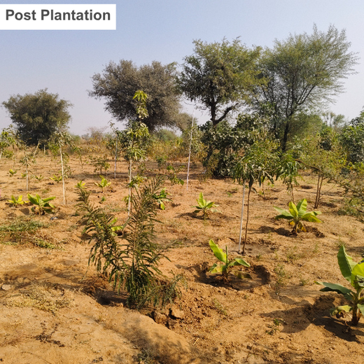Eco-Leadership: JK Organisation's Agroforest Vision – Planting