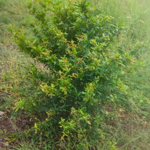 Investa Pumps Cultivates Change: A CSR Initiative for Agroforestry and Sustainability – 2 years