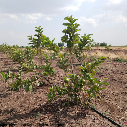 From Sports to Sustainability: SPSL Foundation's Tree Plantation Initiative – 1 year