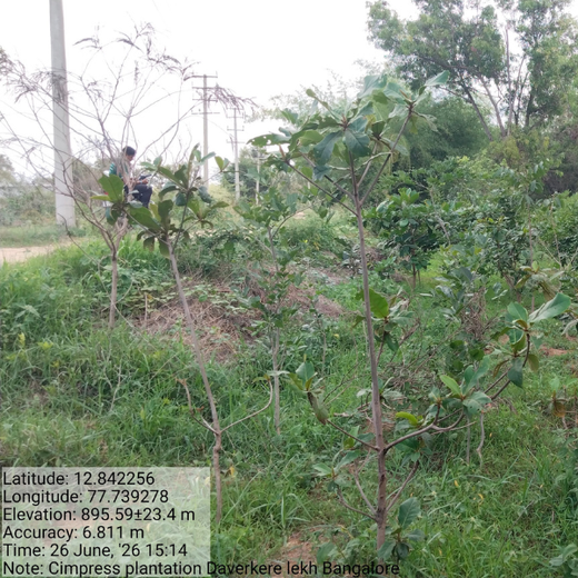 “Cimpress Bangalore's Green Quest: Building Urban Forests, Empowering Employees” – 2 years