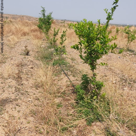 Investa Pumps Cultivates Change: A CSR Initiative for Agroforestry and Sustainability – 6 months