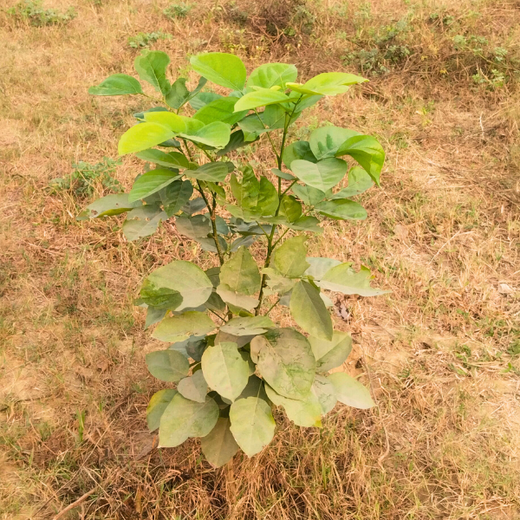Dr. Jitendra Singh Forest: Planting Seeds of Leadership and Sustainability in Noida – 6 months