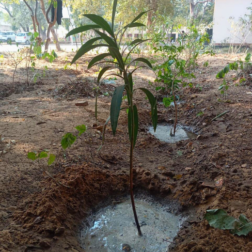 Innovating Sustainability: Xebia’s Urban Forest Footprint – 1 year