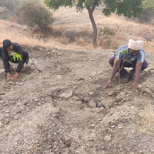 Innovating for the Earth: ALAN's Green Impact Initiative – Planting